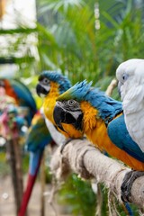 blue and gold macaw