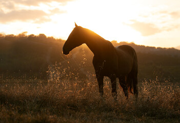 horse at sunset