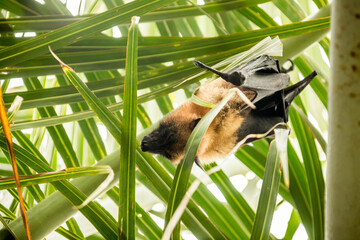 Madagascan flying fox or fruit bat on a tree - a species of megabat in the genus Pteropus, endemic...