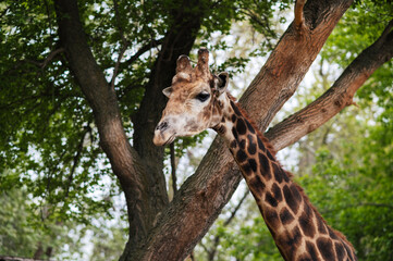 A close-up shot of a cute giraffe on the loose in a zoo with trees
