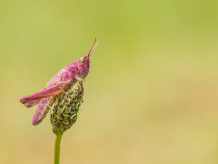 a pink grasshopper sitting on a plantain inflorescence with warm creamy background