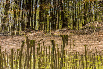 a young beech forest, tree trunks reflected in the surface of a small pond