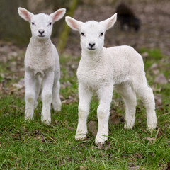 Two very cute white lambs on meadow