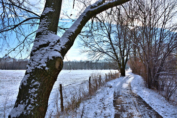 Winterlicher Radweg mit Baum