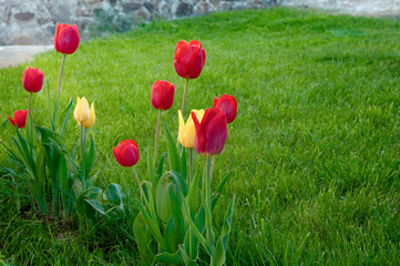 Red and yellow tulips on a background of green grass in the garden