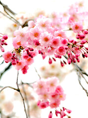 桜の花、さくら、しだれ桜のクローズアップ、シダレザクラ、枝垂れ桜