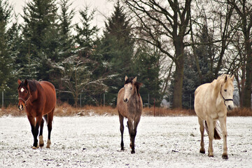 Pferde auf verschneiter Koppel