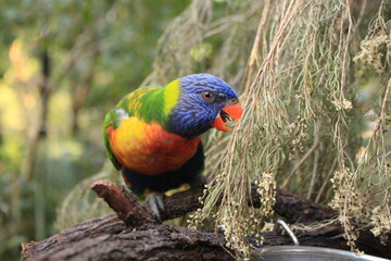 Colorful Australian Rainbow Lorikeet (Trichoglossus haematodus) sitting on a tree