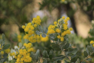 Australian yellow spring flower blooming, eucalyptus