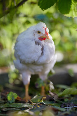 Close up of young white chick free in garden