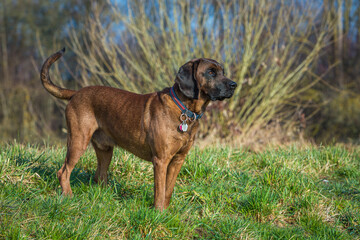 bloodhound looking for something