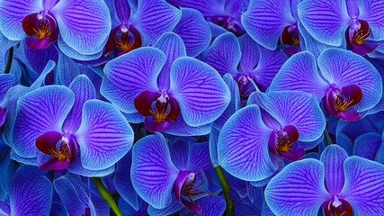 Texture, background, blue-violet orchids