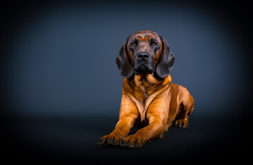 portrait of a beautiful bavarian tracker dog - obrazy, fototapety, plakaty