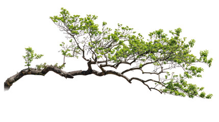 tree branch  isolated on transparent and white background.PNG image