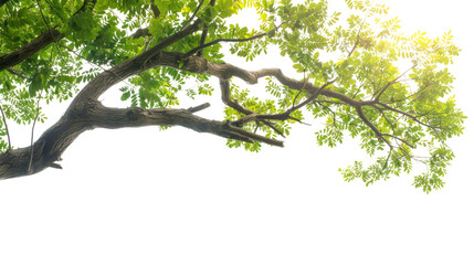 tree branch  isolated on transparent and white background.PNG image