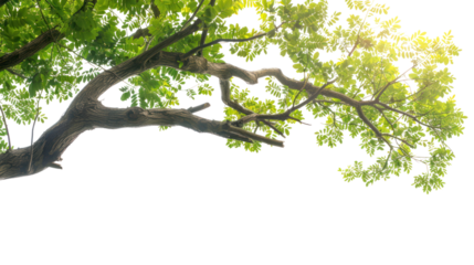 tree branch  isolated on transparent and white background.PNG image