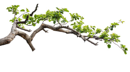 tree branch  isolated on transparent and white background.PNG image