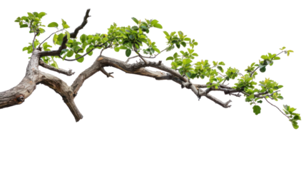 tree branch  isolated on transparent and white background.PNG image