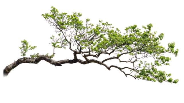 tree branch  isolated on transparent and white background.PNG image