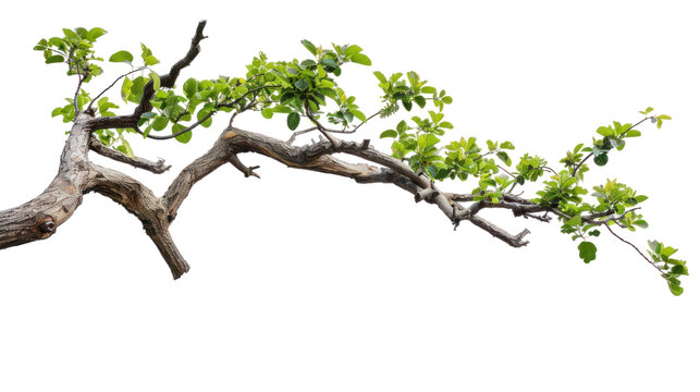 tree branch  isolated on transparent and white background.PNG image