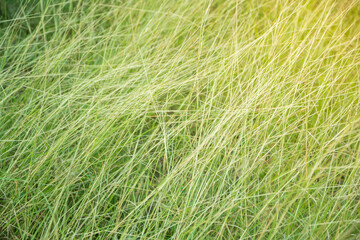 Background sunlit grass on the right side.