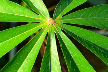 cassava leaves in the farm field