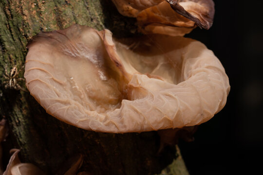Natural Jew's Ear Mushroom