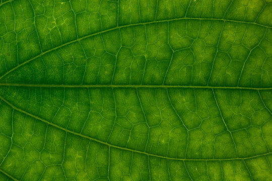 Background image, green leaf
