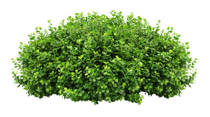 Naklejka premium Shrub isolated on transparent and white background.PNG image