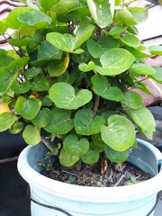 Grow vegetables at home garden