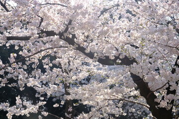 sakura season