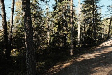path in the woods