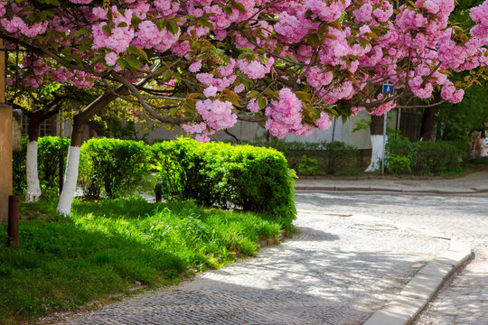 sakura trees in full blossom along the street. cherry blossom season in uzhhorod, transcarpathia. celebrating hanami in ukraine. green urban scenery with grassy lawns on a sunny day in spring