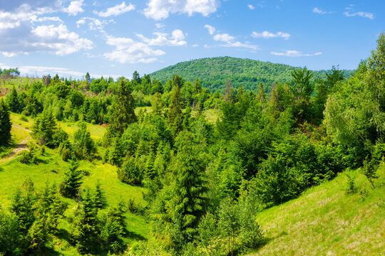 forest on the grassy slopes of pikui mountain, ukraine. wonderful nature scenery of carpathian mountain range in summer