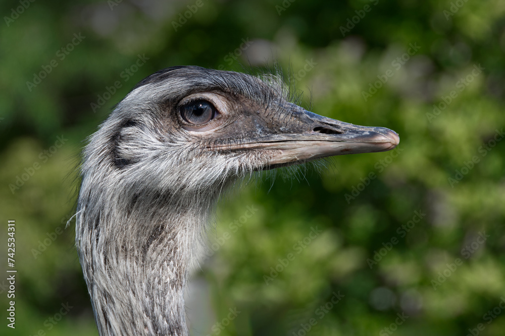 Poster A close up profile portrait of a greater rhea. The image shows the feathers in great detail. It is a close up of its head