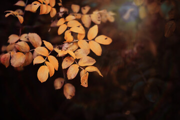Beautiful Nature Autumn landscape. Scenery view on autumn city park with golden yellow foliage in Sunny day. Walking path in the city Park strewn with autumn fallen leaves.