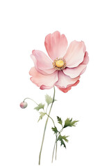 Pink Watercolor Poppy Flower Illustration