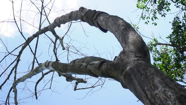 tree in the forest