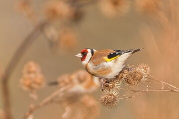 A beautiful European goldfinch sits on a thistle.  Carduelis carduelis. Portrait of a goldfinch. 