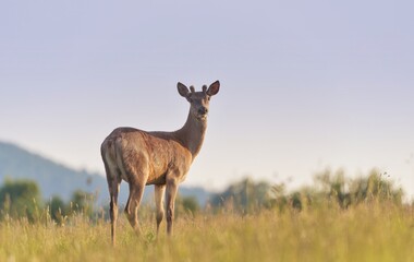 A young european red deer stands in a meadow, on the horizon, with a blue sky in the background....