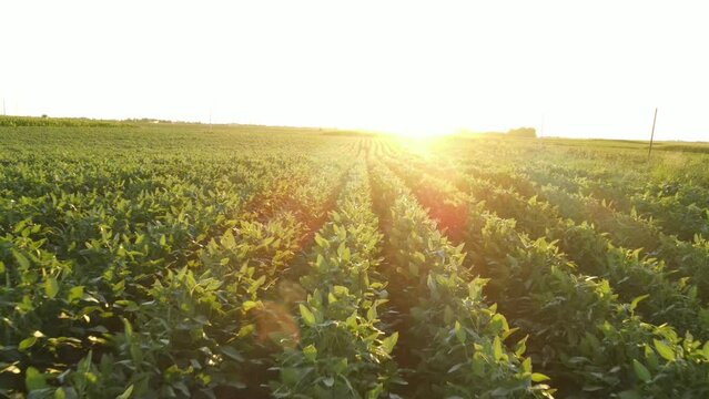 Soybean rows top shot from drone