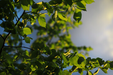 Lively closeup of spring leaves with vibrant backlight from the setting sun