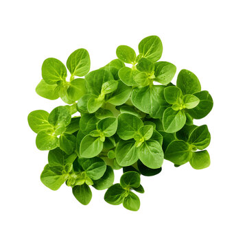 Clear Oregano Imagery, High Quality Visuals for Professional Culinary Presentations