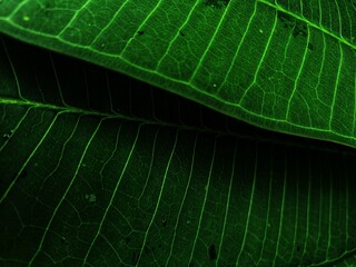 green leaf macro closed up texture abstract retro background 