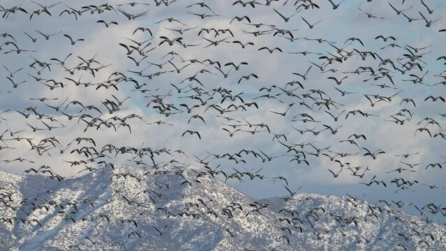 Panning view of snow geese flying through the sky over Utah during winter migration.