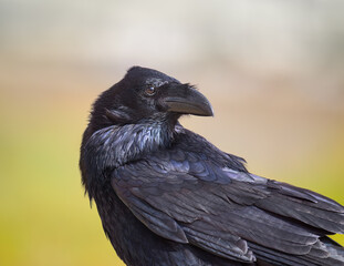 Canarian raven, Corvus corax canariensis, black with iridescent shimmery plumage, side view profile portrait, a subspecies and endemic to Canary Islands, Fuerteventura, Spain