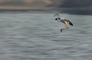 Fototapeta na wymiar A panning shot of a Greater Flamingos landing at Eker creek in the morning, Bahrain