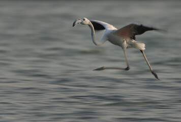 Motion blur image of a juvenile Greater Flamingos landing at Eker creek in the morning, Bahrain