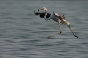 Motion blur image of Greater Flamingos landing at Eker creek in the morning, Bahrain
