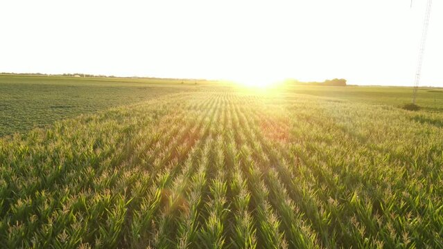 Drone shot of cultivated cornfield ready for harvest. Golden hour shot